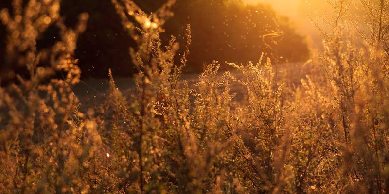 Wi-Fi 6核心技术深度解析：MU-MIMO与OFDMA如何重塑无线网络性能？